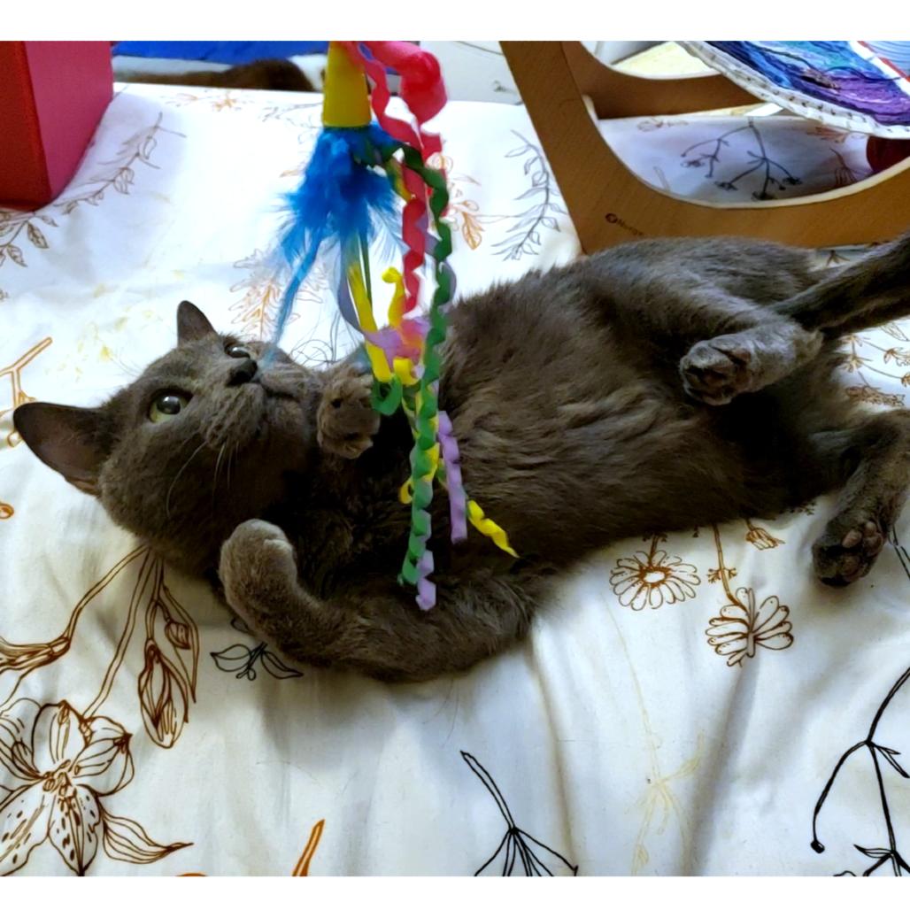 Enlarge Keblex, a Adoptable Domestic Short Hair in Lakewood, CO image 2/6