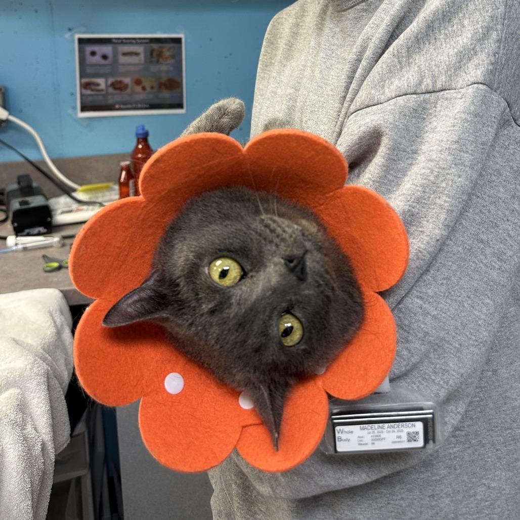Enlarge Keblex, a Adoptable Domestic Short Hair in Lakewood, CO image 3/6