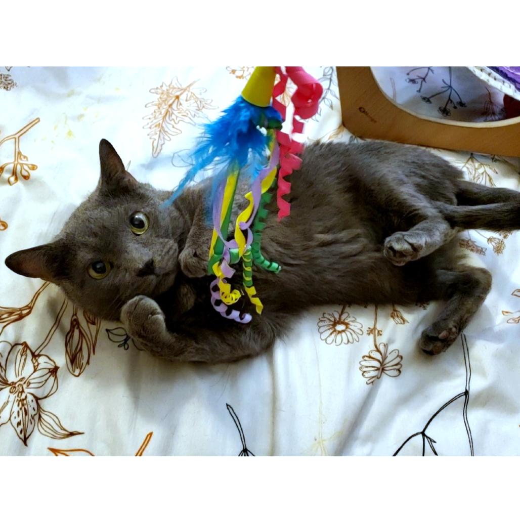 Enlarge Keblex, a Adoptable Domestic Short Hair in Lakewood, CO image 4/6