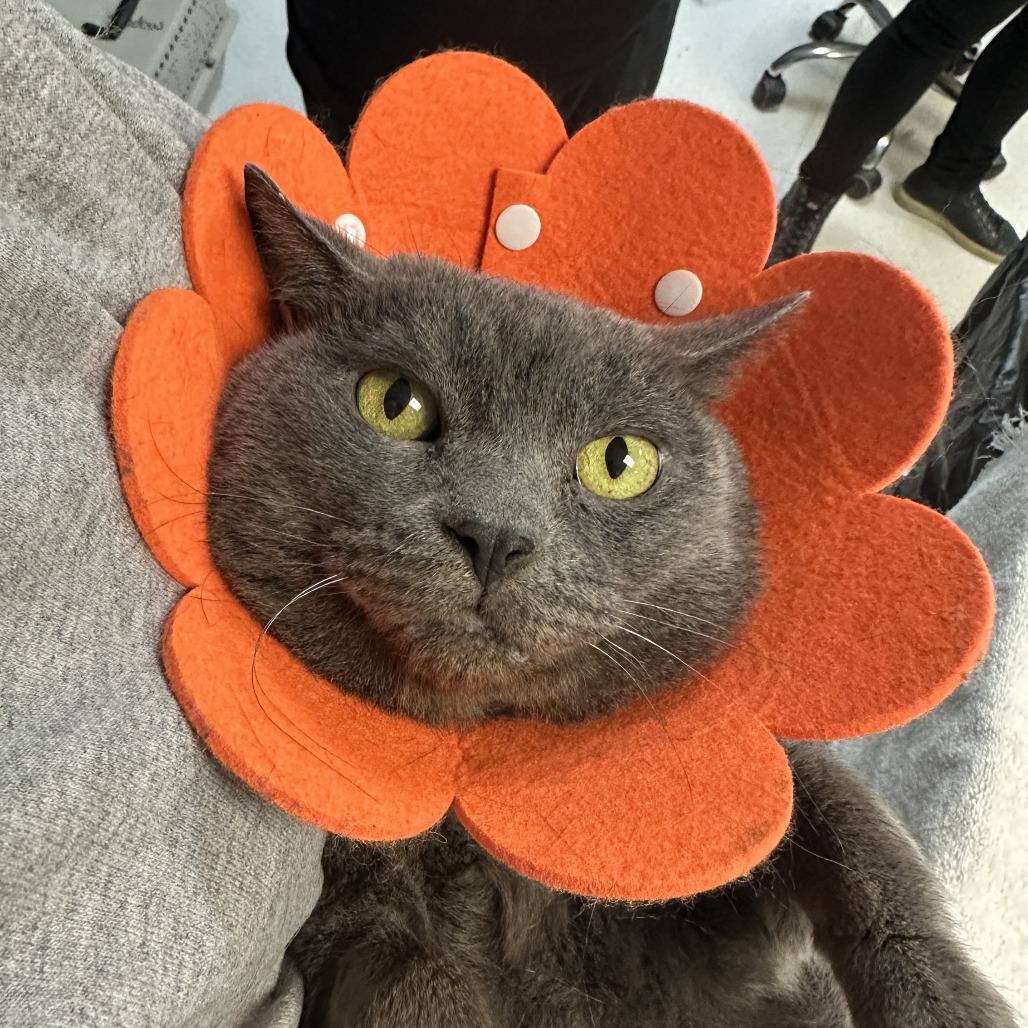Enlarge Keblex, a Adoptable Domestic Short Hair in Lakewood, CO image 5/6