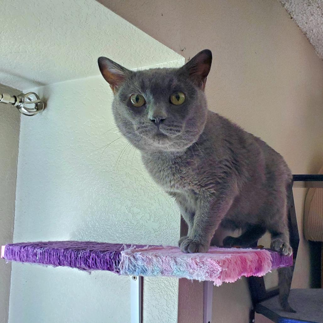 Enlarge Keblex, a Adoptable Domestic Short Hair in Lakewood, CO image 6/6
