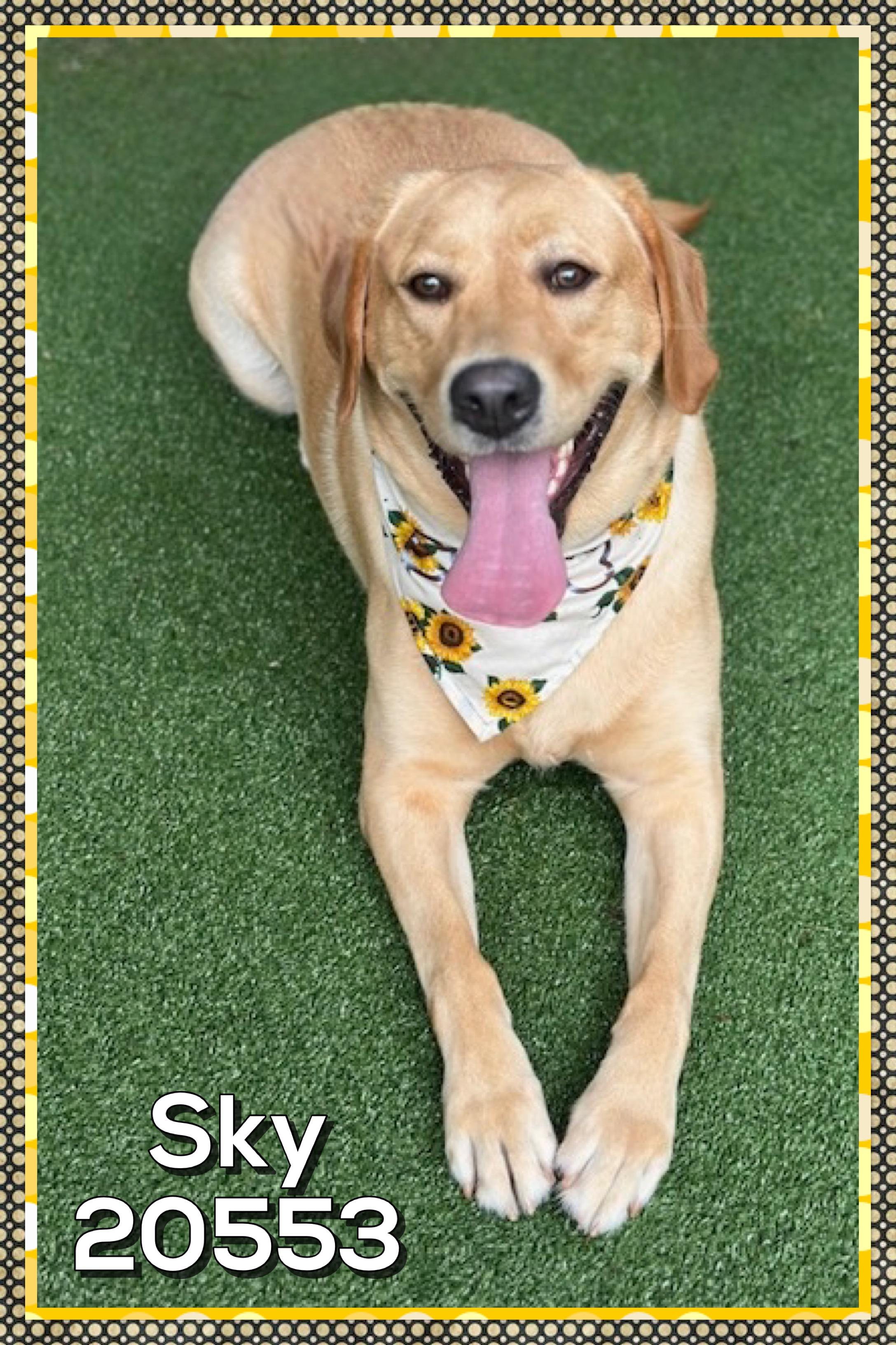 SKY, an adopted Yellow Labrador Retriever in Marietta, GA image 5/5