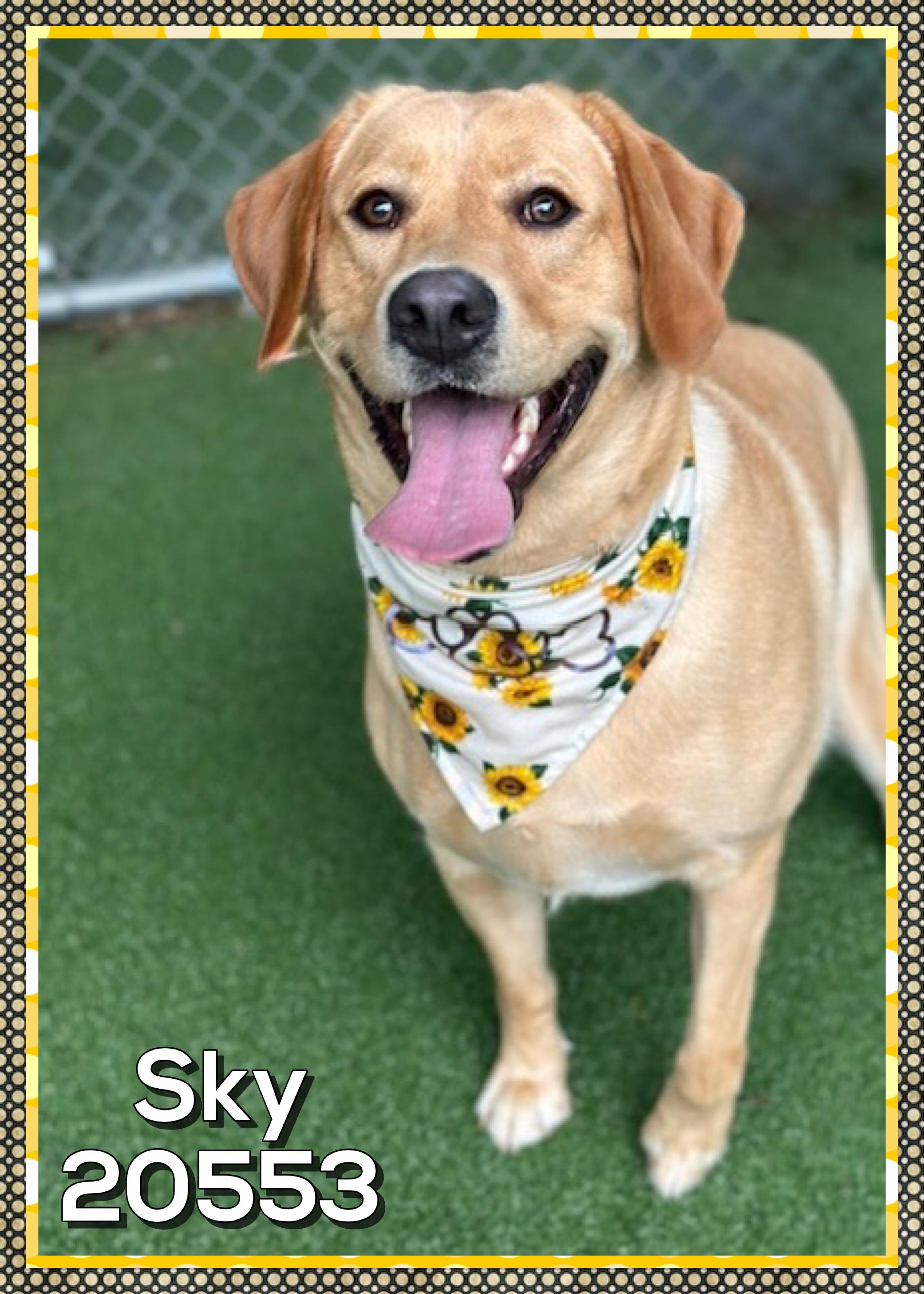 SKY, an adopted Yellow Labrador Retriever in Marietta, GA image 2/5