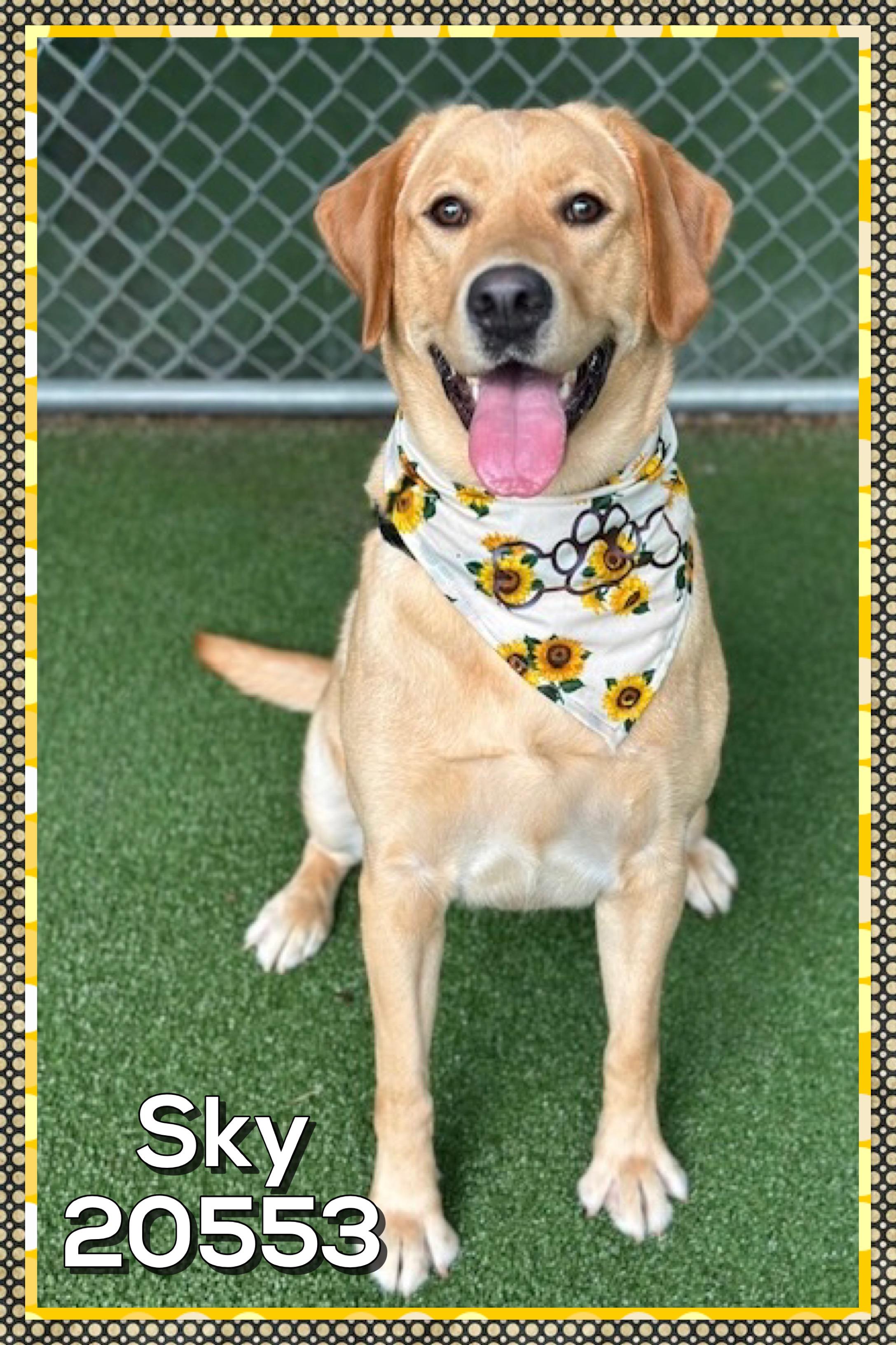 SKY, an adopted Yellow Labrador Retriever in Marietta, GA image 1/5