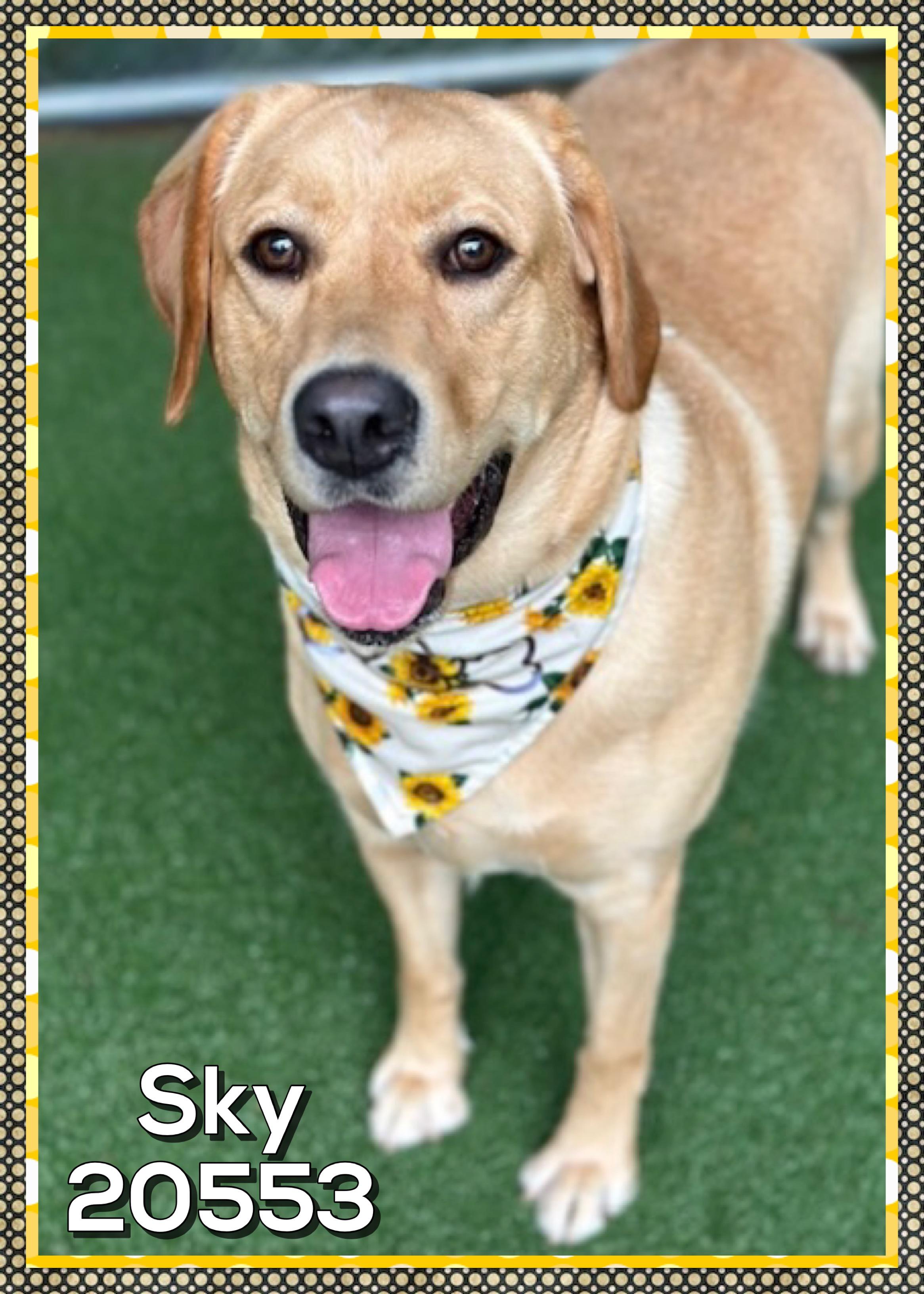SKY, an adopted Yellow Labrador Retriever in Marietta, GA image 3/5