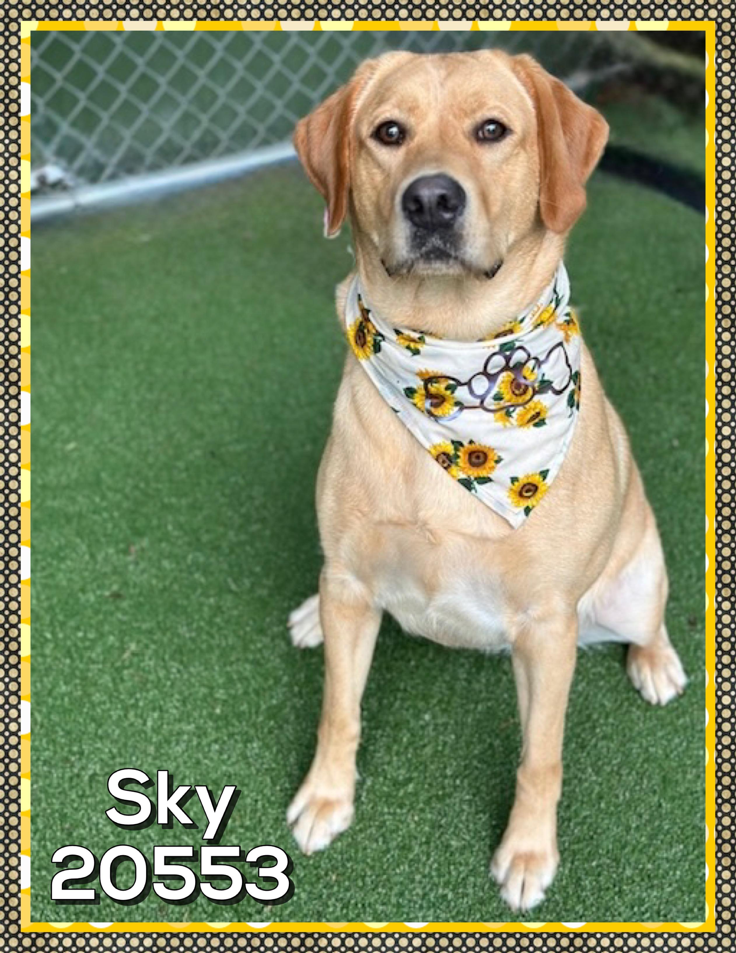 SKY, an adopted Yellow Labrador Retriever in Marietta, GA image 4/5
