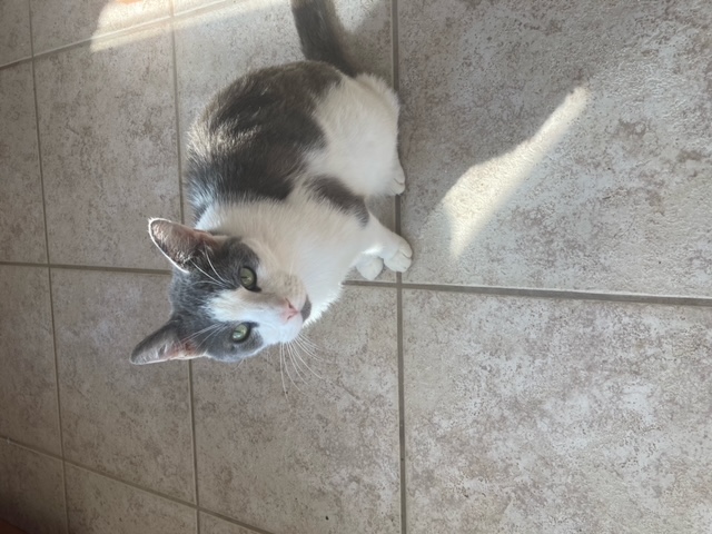 Finn, Adoptable, Adult Male Tabby.