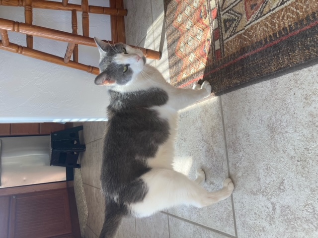 Finn, a Adoptable Tabby in Delta, CO image 2/2