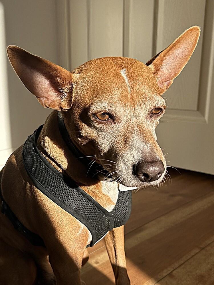 Bonkers (CP), Adoptable, Adult Male Mixed Breed.