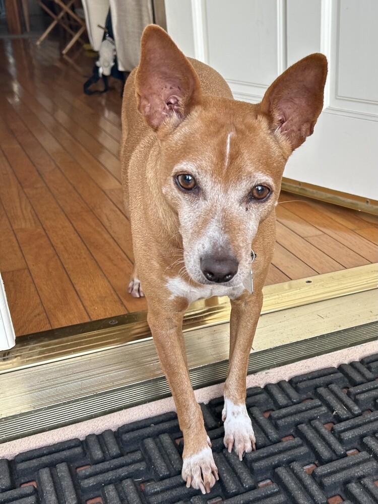 Enlarge Bonkers (CP), a Adoptable mixed breed in San Diego, CA image 2/6