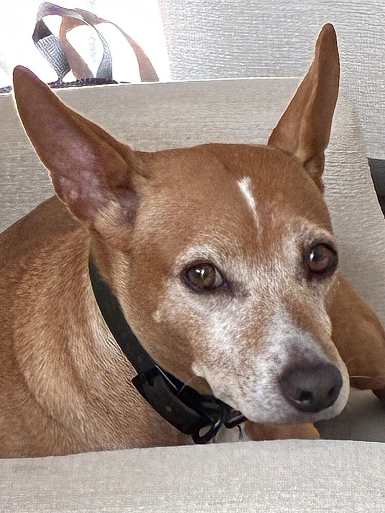 Enlarge Bonkers (CP), a Adoptable mixed breed in San Diego, CA image 3/6