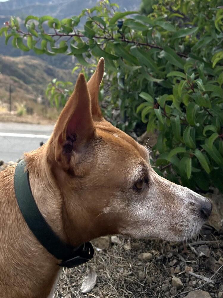 Enlarge Bonkers (CP), a Adoptable mixed breed in San Diego, CA image 4/6