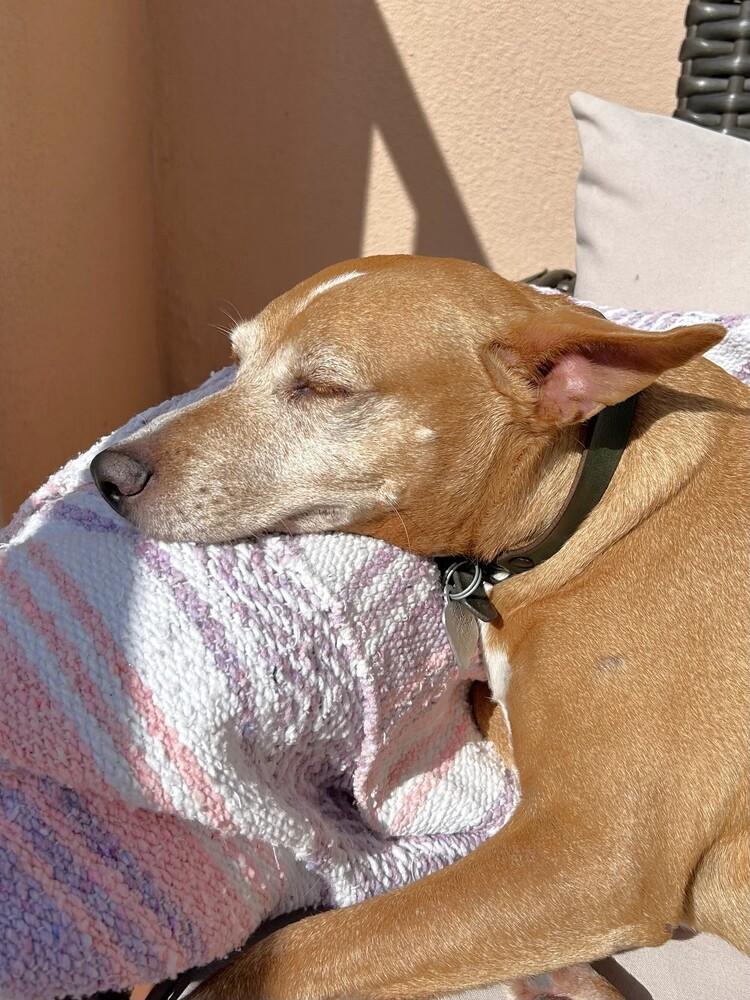 Enlarge Bonkers (CP), a Adoptable mixed breed in San Diego, CA image 5/6