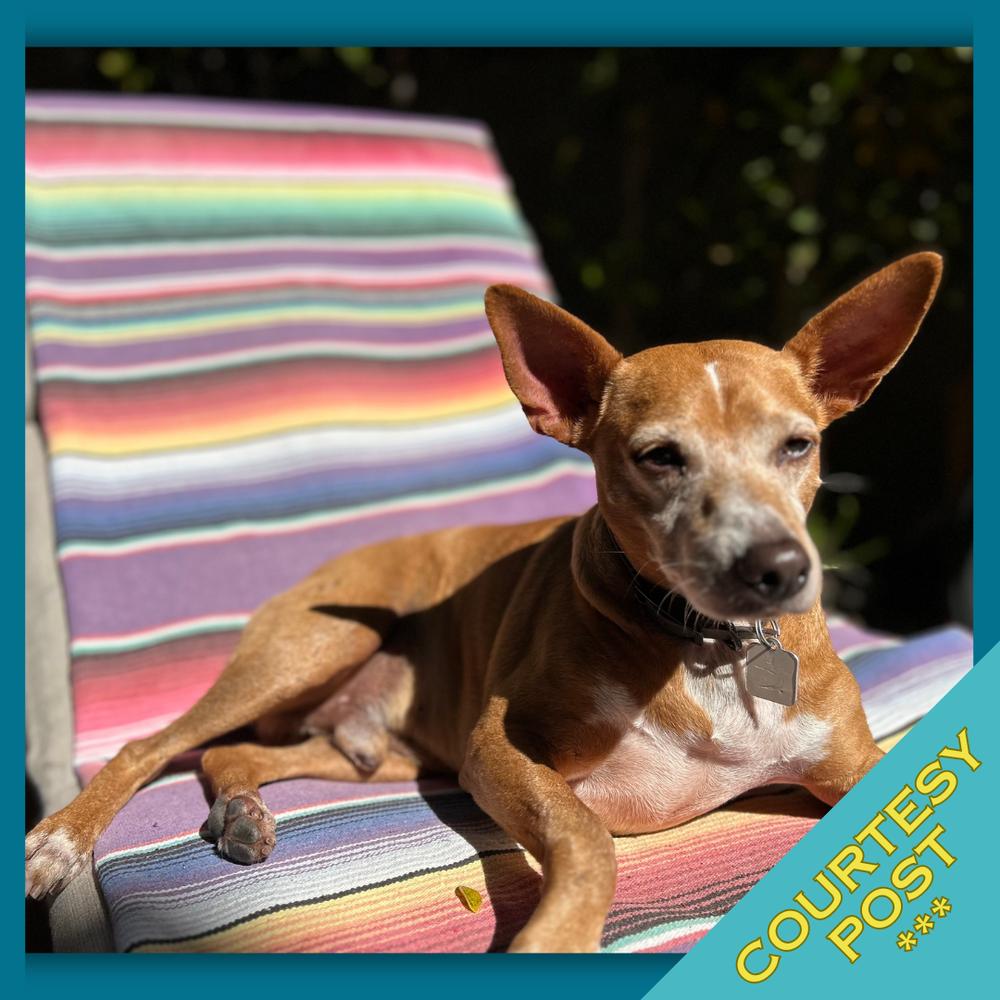 Enlarge Bonkers (CP), a Adoptable mixed breed in San Diego, CA image 6/6