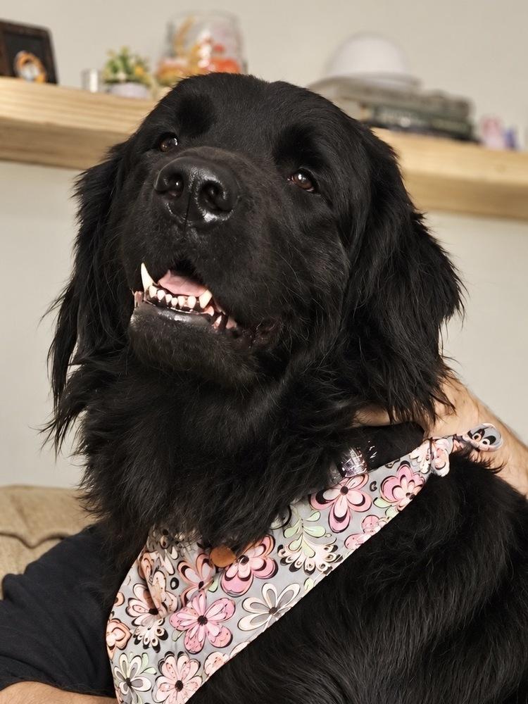 Misty, Adoptable, Adult Female Newfoundland Dog.