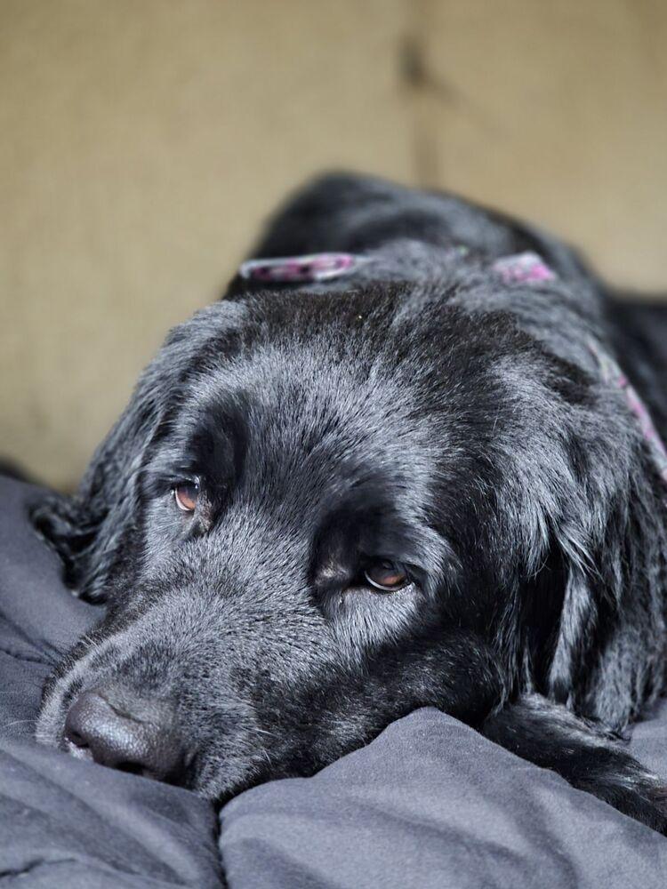 Enlarge Misty, a Adoptable Newfoundland Dog in Gales Ferry, CT image 2/2