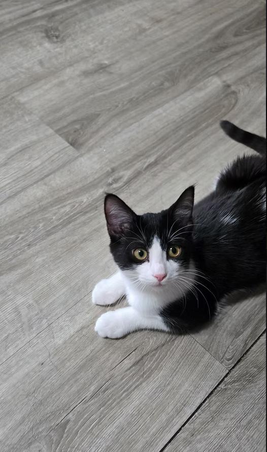 Ketchup, Adopted, Young Female Domestic Short Hair.