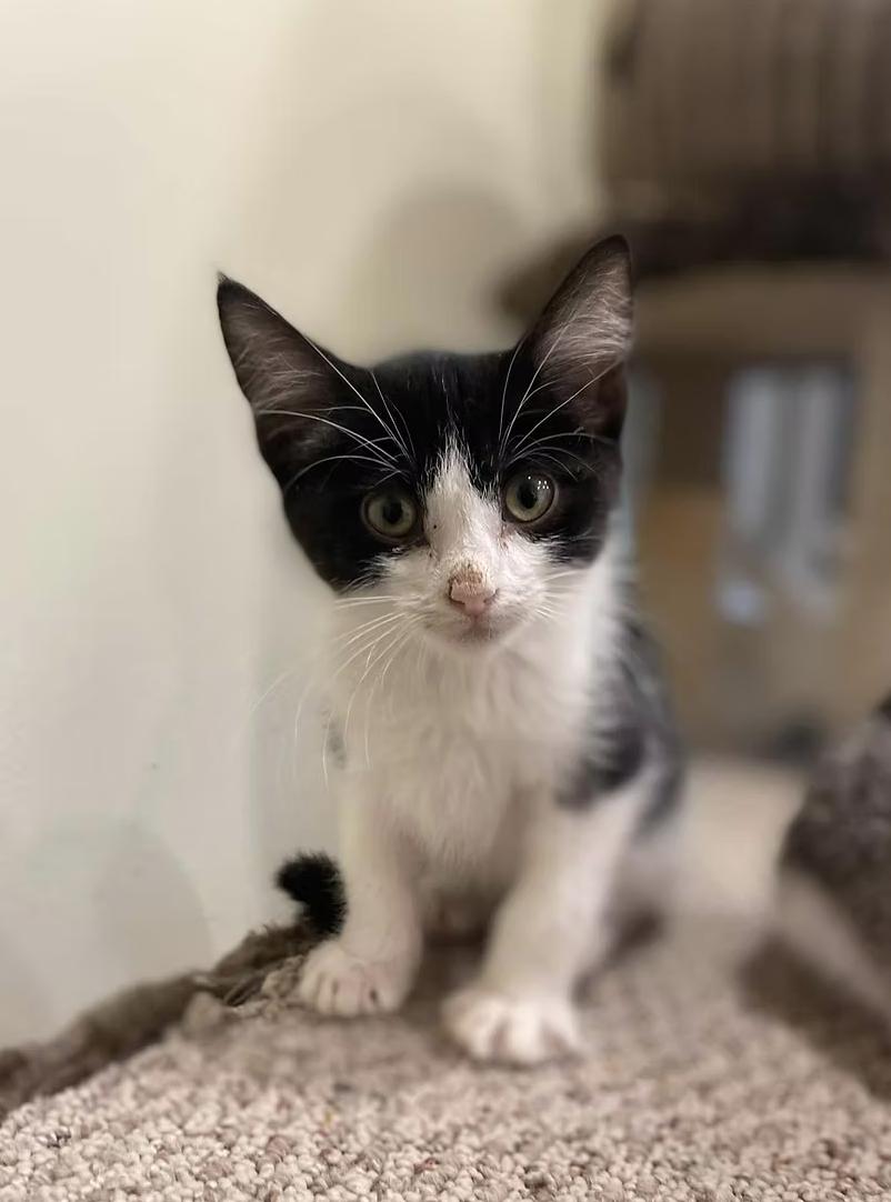 Enlarge Ketchup, a Adopted Domestic Short Hair in Calgary, AB image 2/5