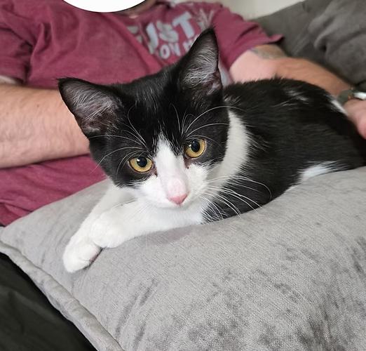 Enlarge Ketchup, a Adopted Domestic Short Hair in Calgary, AB image 3/5