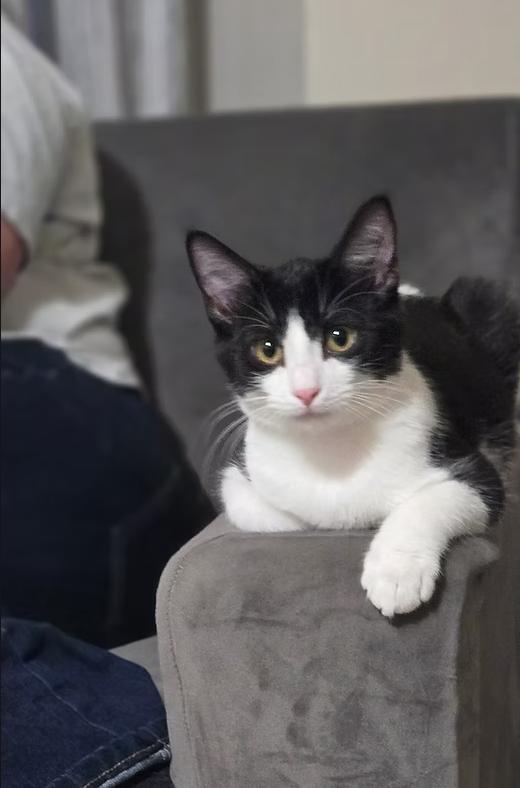 Enlarge Ketchup, a Adopted Domestic Short Hair in Calgary, AB image 5/5