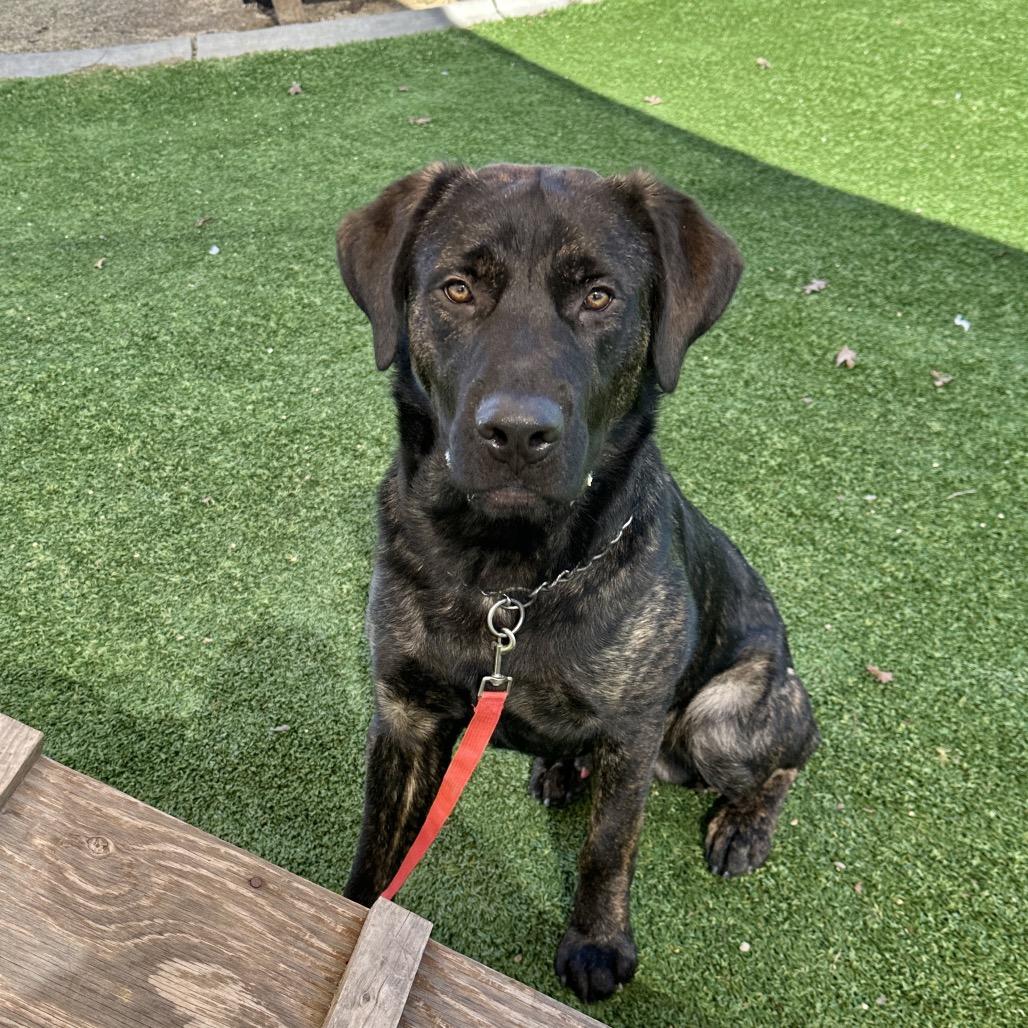 Enlarge Finley, a ADOPTABLE mixed breed in Dublin, CA image 4/6