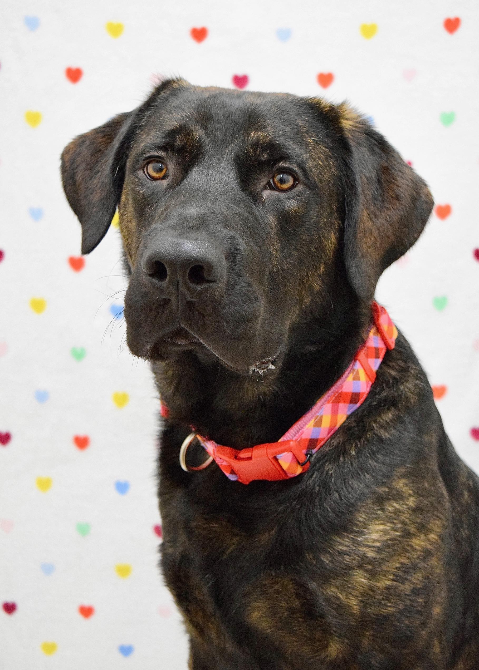 Enlarge Finley, a ADOPTABLE mixed breed in Dublin, CA image 2/6