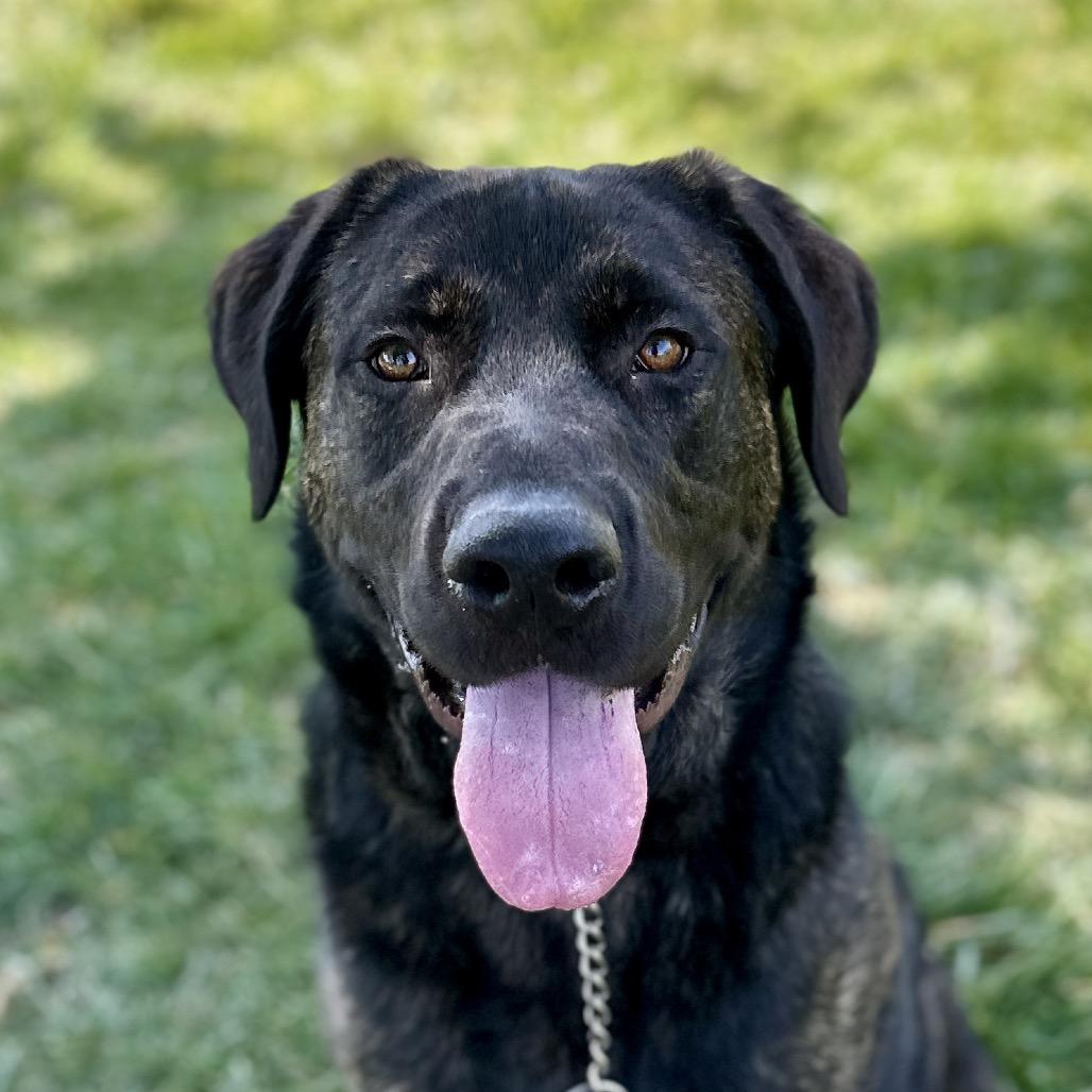 Enlarge Finley, a ADOPTABLE mixed breed in Dublin, CA image 2/6