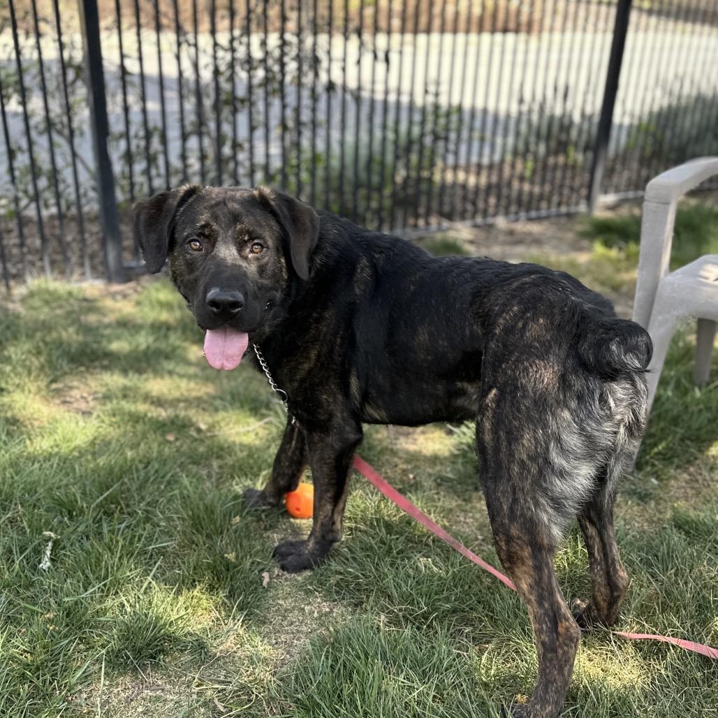 Enlarge Finley, a ADOPTABLE mixed breed in Dublin, CA image 5/6