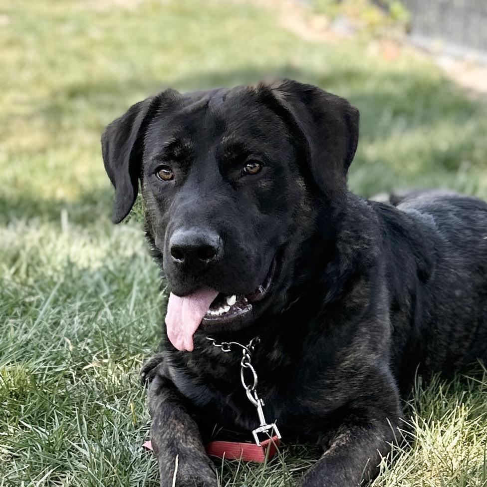 Enlarge Finley, a ADOPTABLE mixed breed in Dublin, CA image 3/6