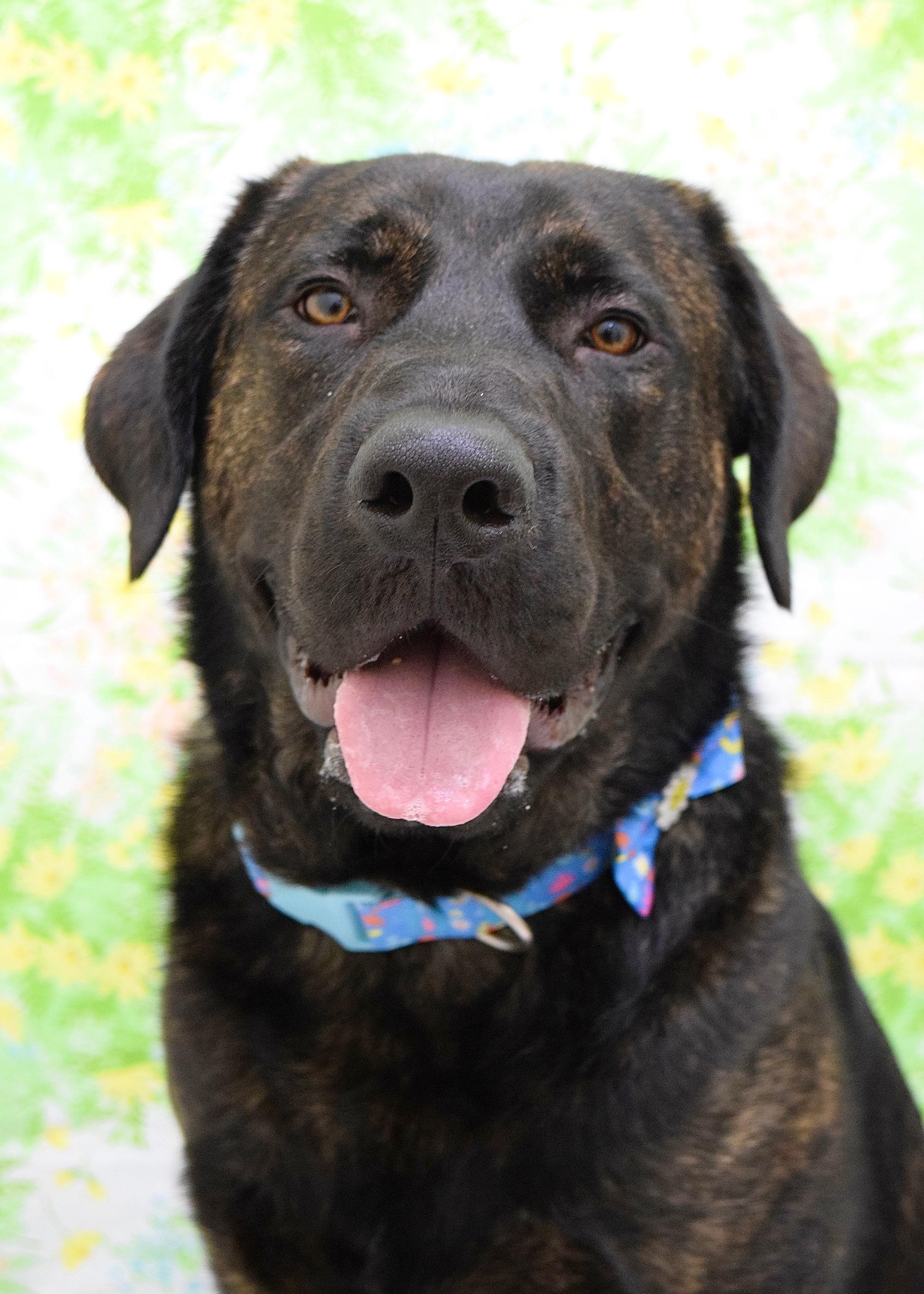 Finley, ADOPTABLE, Young Male Cane Corso & Bullmastiff.