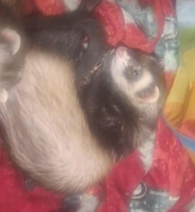 Enlarge Bonnie, a ADOPTABLE Ferret in Lake worth, FL image 1/2