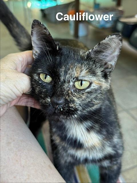 Cauliflower, Adoptable, Young Female Domestic Short Hair.