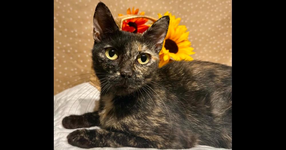 Enlarge Cauliflower, a Adoptable mixed breed in Groveland, MA image 2/5