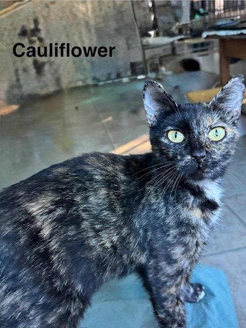 Enlarge Cauliflower, a Adoptable mixed breed in Groveland, MA image 5/5