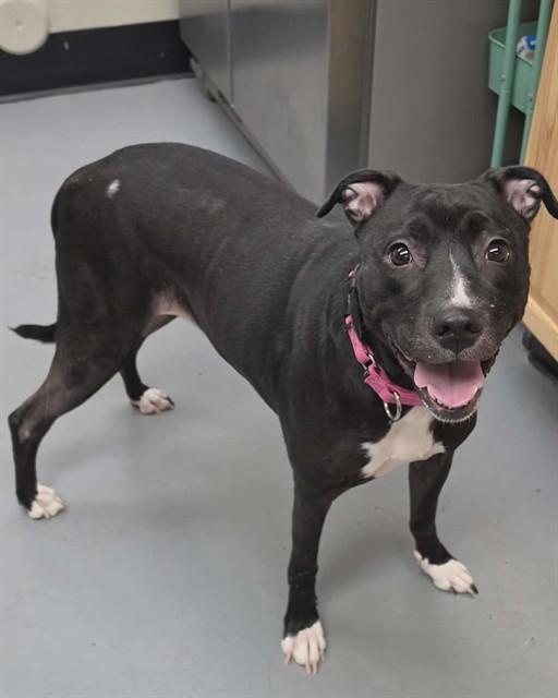 Enlarge Sophie , a ADOPTABLE Pit Bull Terrier in Phoenix, OR image 3/4