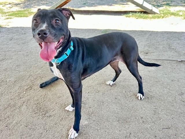 Enlarge Sophie , a ADOPTABLE Pit Bull Terrier in Phoenix, OR image 2/4