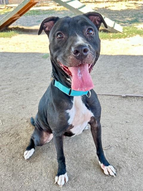 Enlarge Sophie , a ADOPTABLE Pit Bull Terrier in Phoenix, OR image 4/4