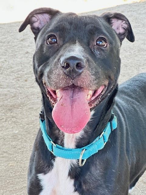 Enlarge Sophie , a ADOPTABLE Pit Bull Terrier in Phoenix, OR image 1/4