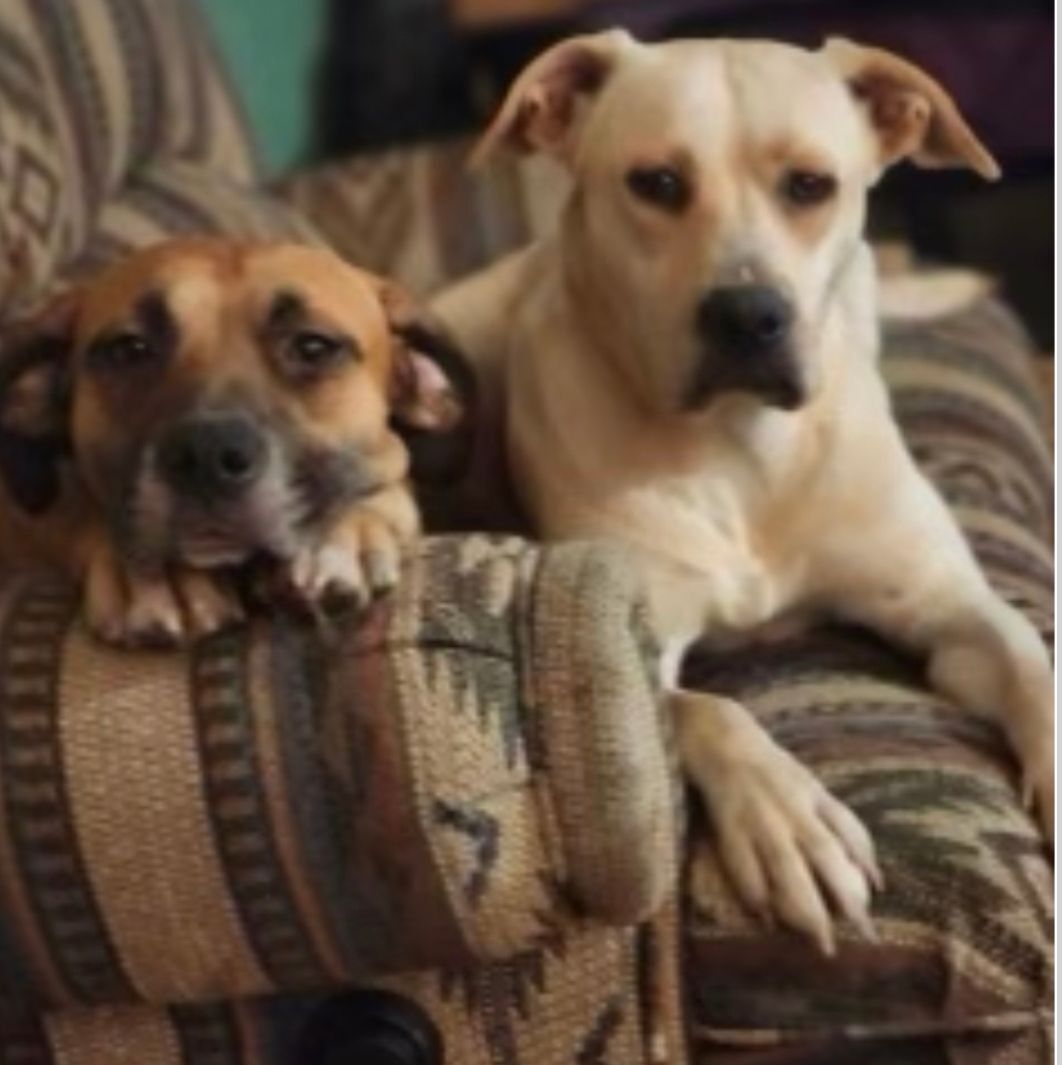 Daphne and Lola, Young Female Pit Bull Terrier