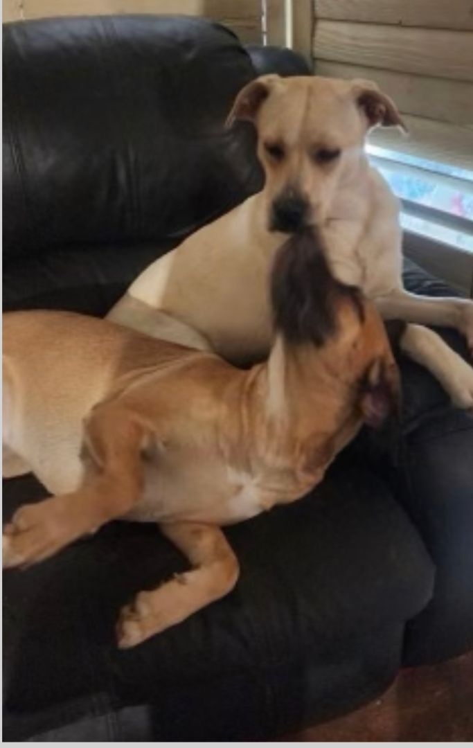 Daphne and Lola photo 4