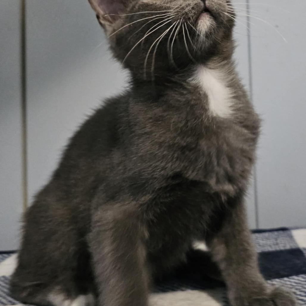 Juniper, Adoptable, Young Male Domestic Short Hair.
