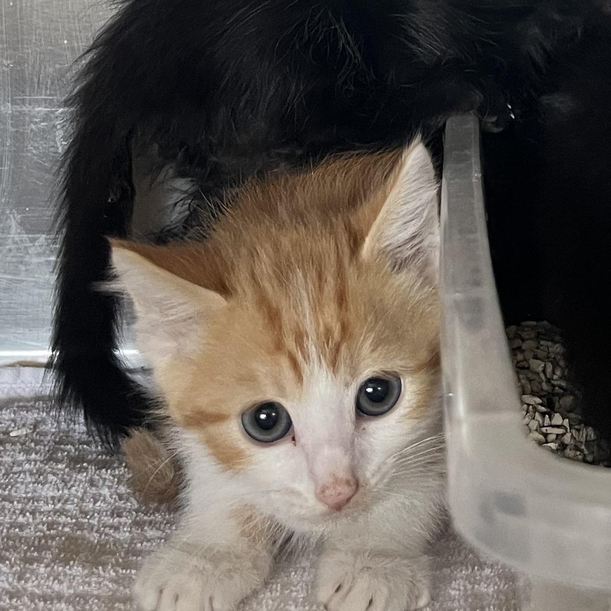 Soul, Adoptable, Kitten Male Domestic Short Hair.