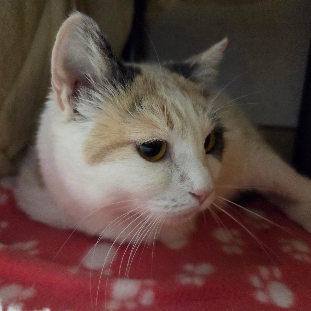 Enlarge Nyla, a Adoptable Domestic Short Hair in Ballston Spa, NY image 1/4