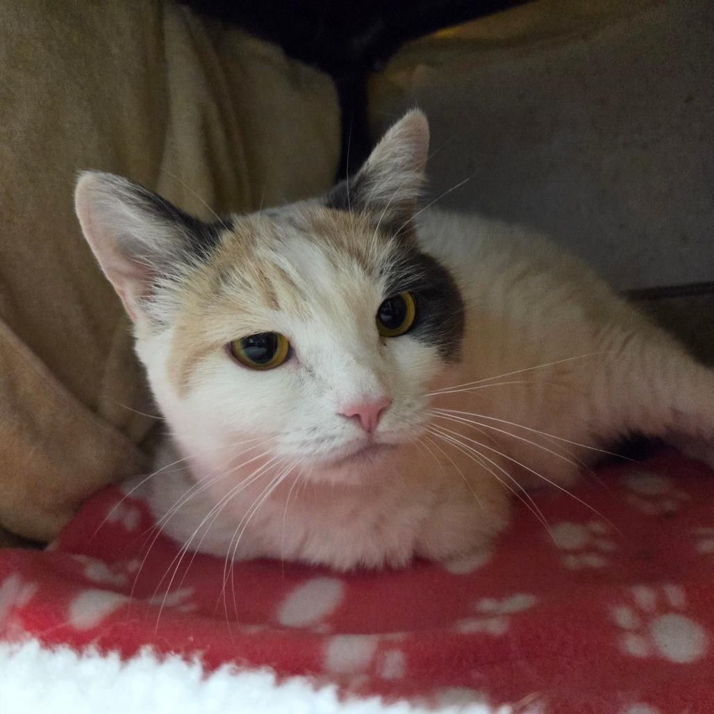 Enlarge Nyla, a Adoptable Domestic Short Hair in Ballston Spa, NY image 2/4