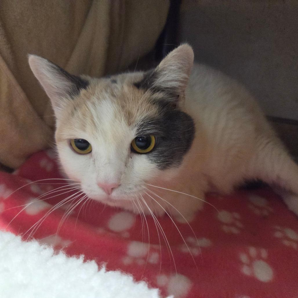 Enlarge Nyla, a Adoptable Domestic Short Hair in Ballston Spa, NY image 3/4