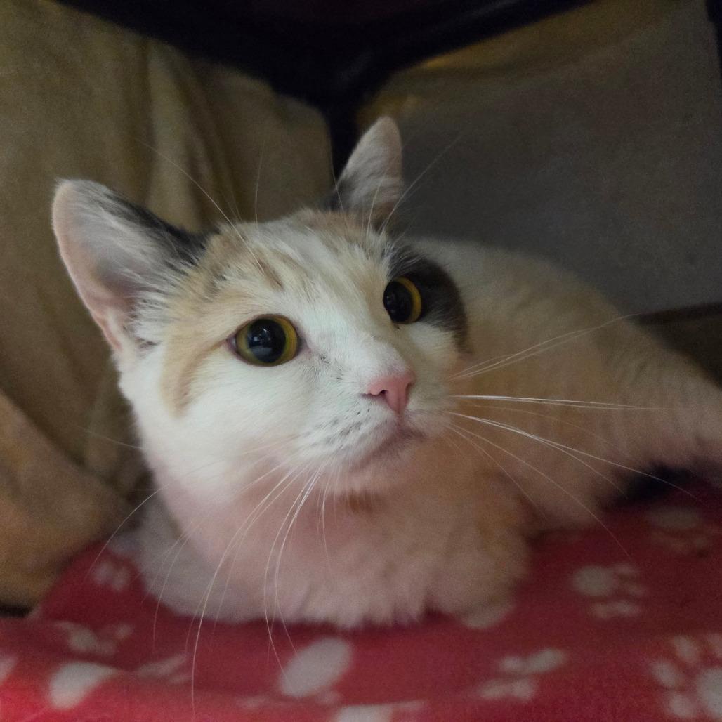 Enlarge Nyla, a Adoptable Domestic Short Hair in Ballston Spa, NY image 4/4