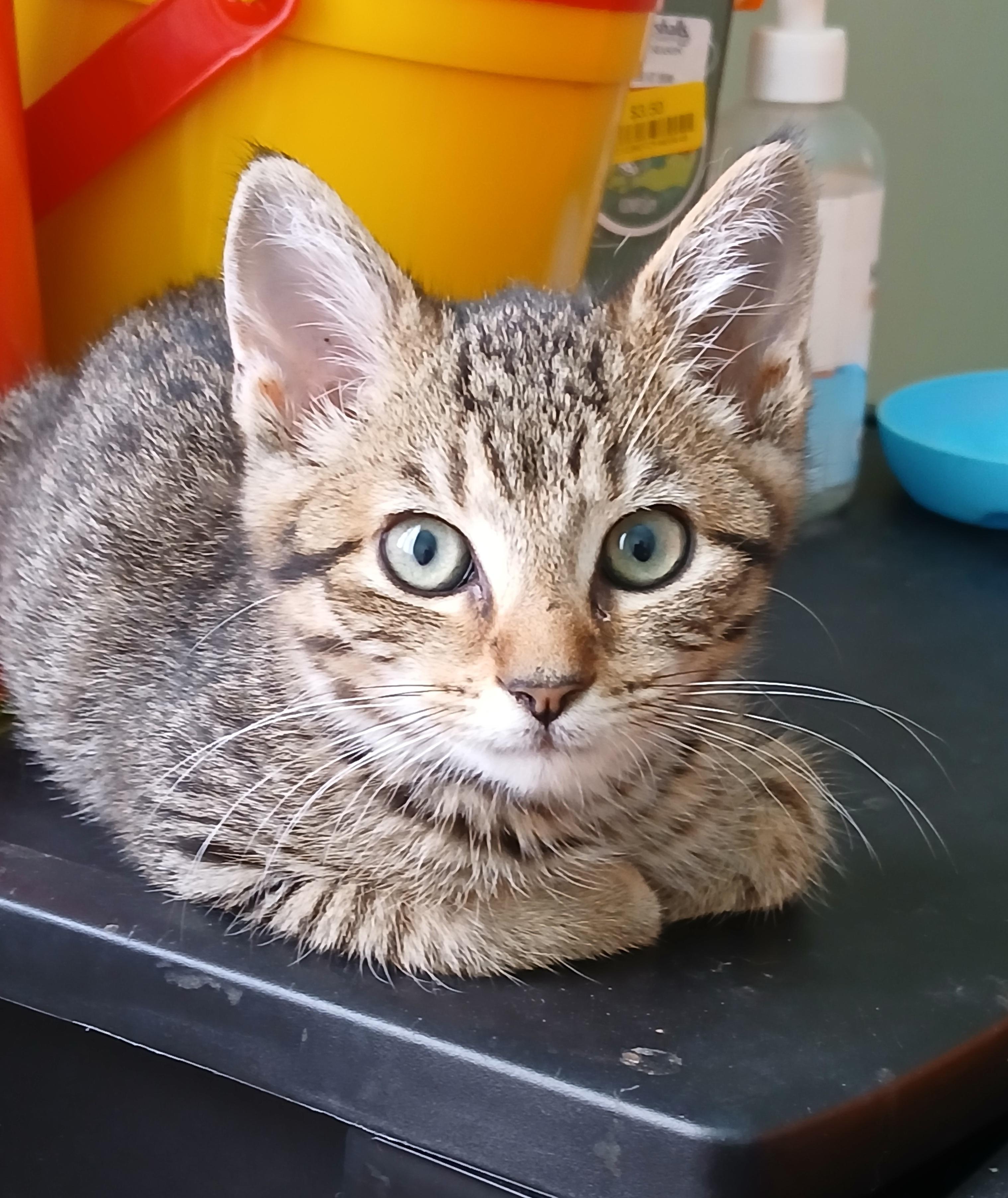 Lynx, ADOPTABLE, Kitten Male Domestic Short Hair.