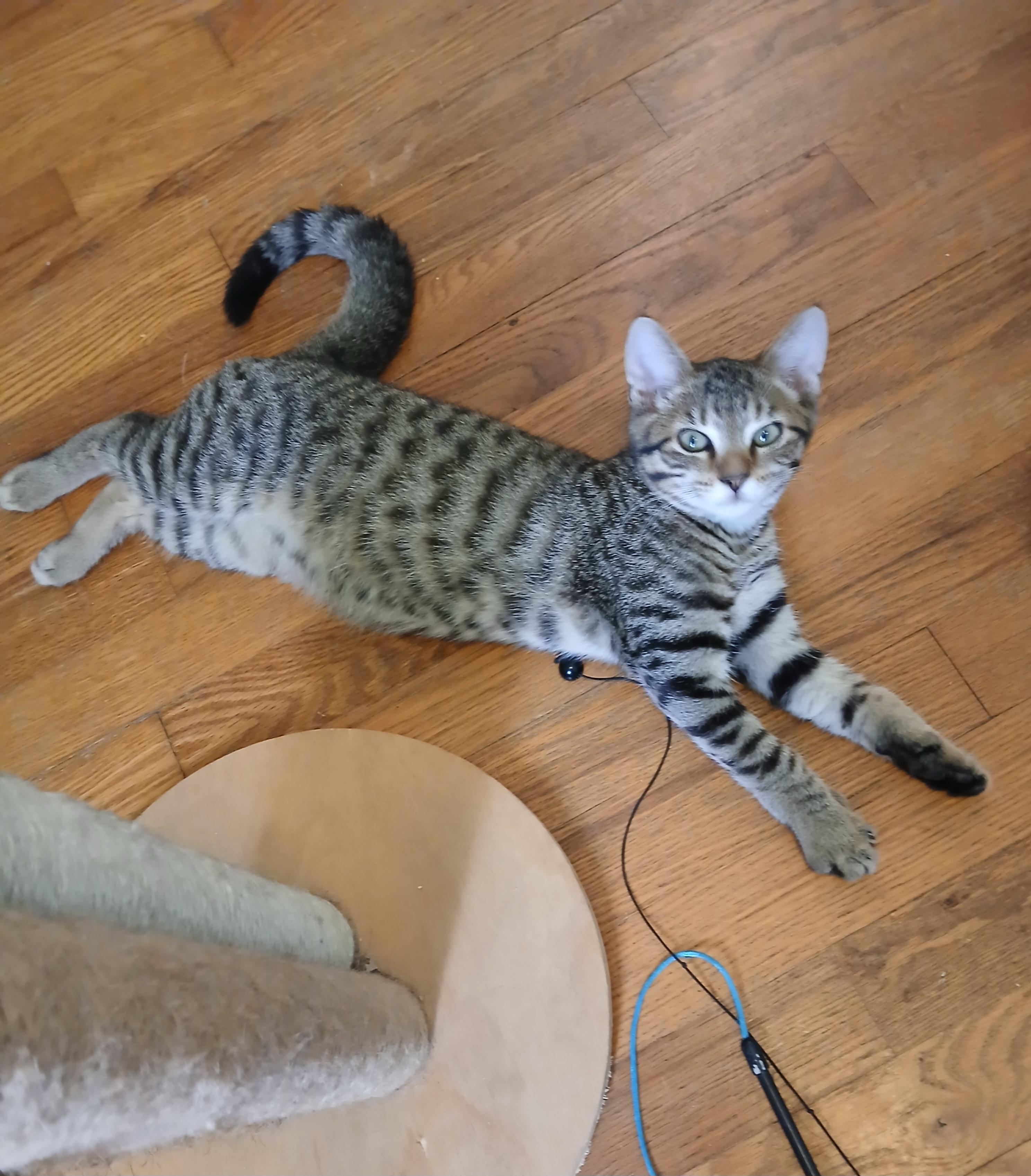 Enlarge Lynx, a ADOPTABLE Domestic Short Hair in Darien Center, NY image 2/2