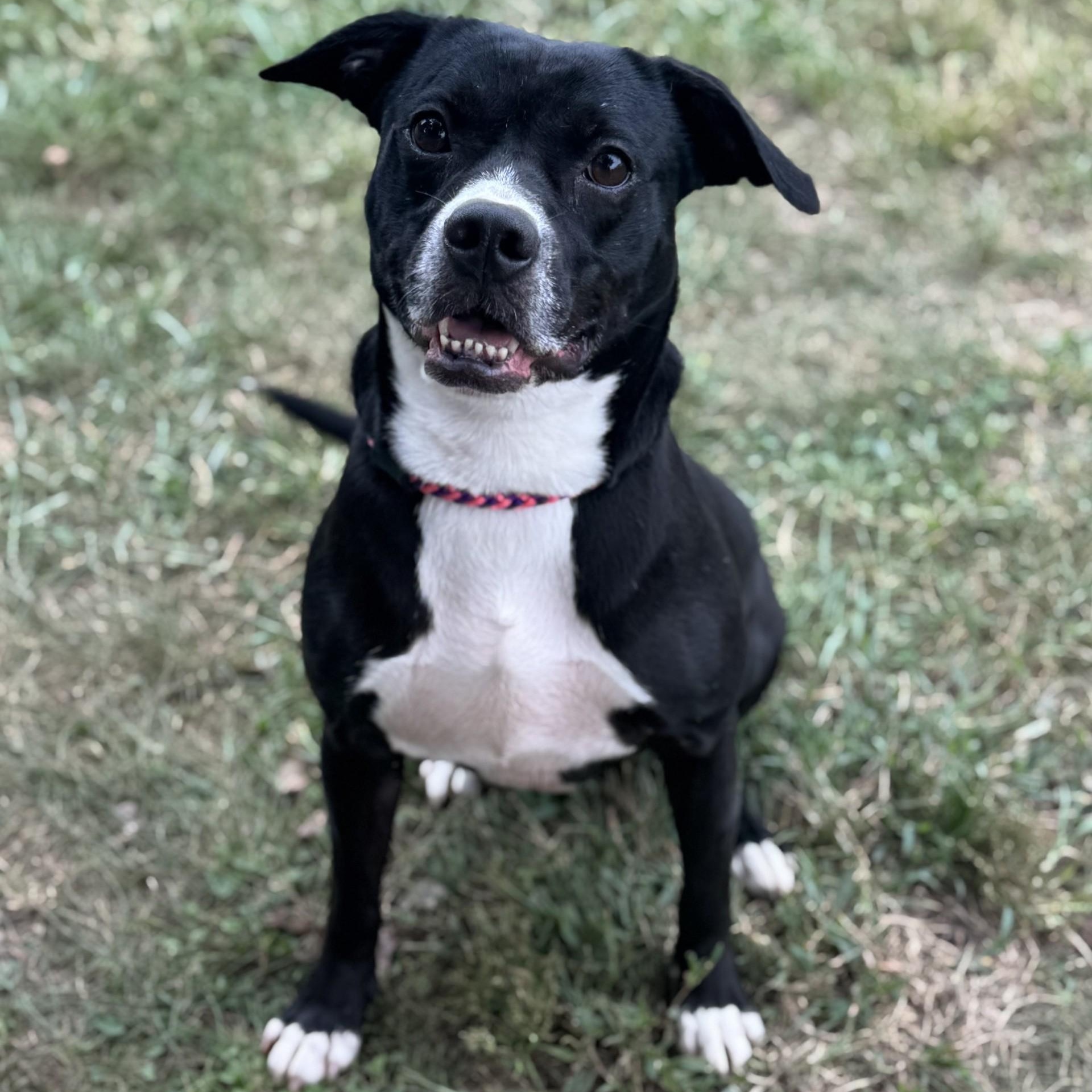 Natalie Oz (CONC-A-103), a Adoptable Black Labrador Retriever in Concord, NC image 2/6