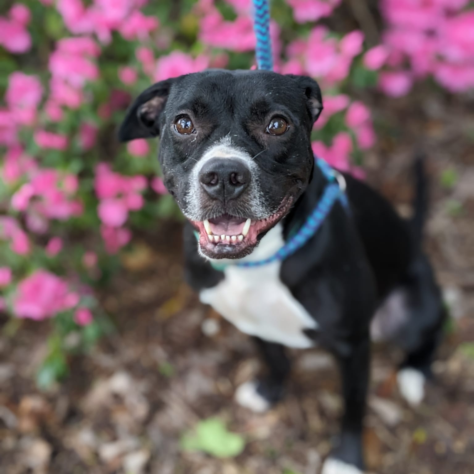 Natalie Oz (CONC-A-103), a Adoptable Black Labrador Retriever in Concord, NC image 3/6